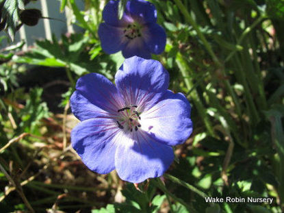 Picture of Geranium 'Rozanne'