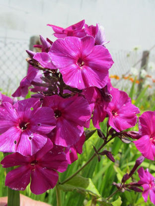 Picture of Phlox Paniculata "Le Madhi" - COLLECT