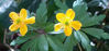 Picture of Anemone ranunculoides sulphurea 'Flore Plena'