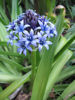 Picture of Scilla peruviana