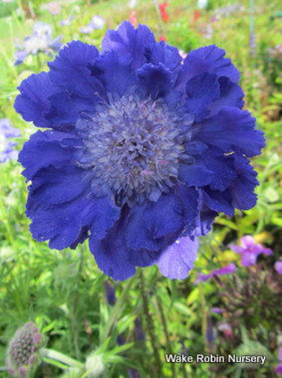 Picture of Scabiosa caucasica  x Fama Blue