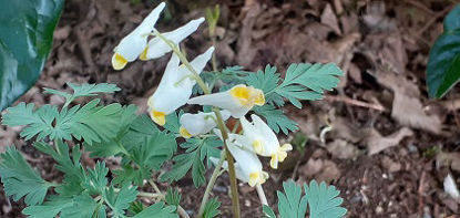 Picture of Dicentra cucullaria White