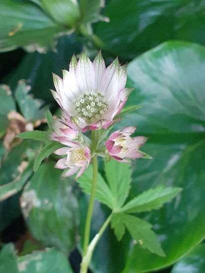 Picture of Astrantia major pink/green/white