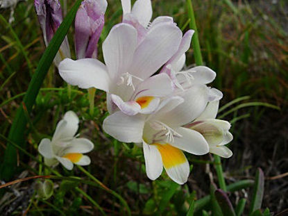 Picture of Freesia refracta alba - 5 large