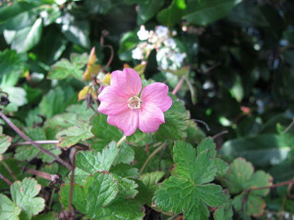 Picture of Geranium endressii - Pink, 5 pieces
