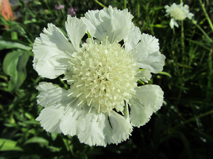 Picture of Scabiosa caucasica 'Perfecta alba'