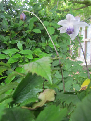 Picture of Anemonopsis macrophylla