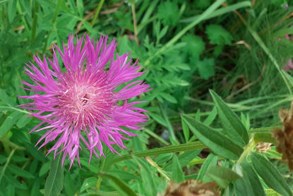 Picture of Centaurea dealbata - dark pink