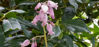 Picture of Dicentra cucullaria Pink