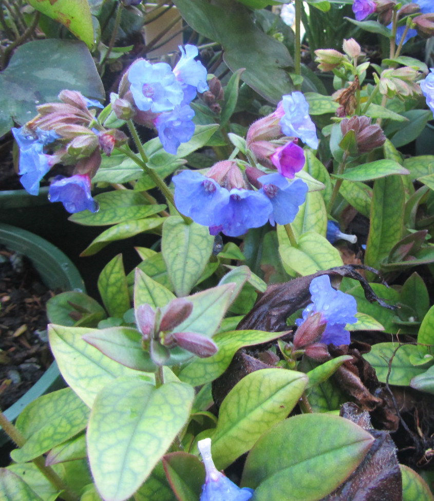 Pulmonaria angustifolia - 5 pieces | Wake Robin Nursery