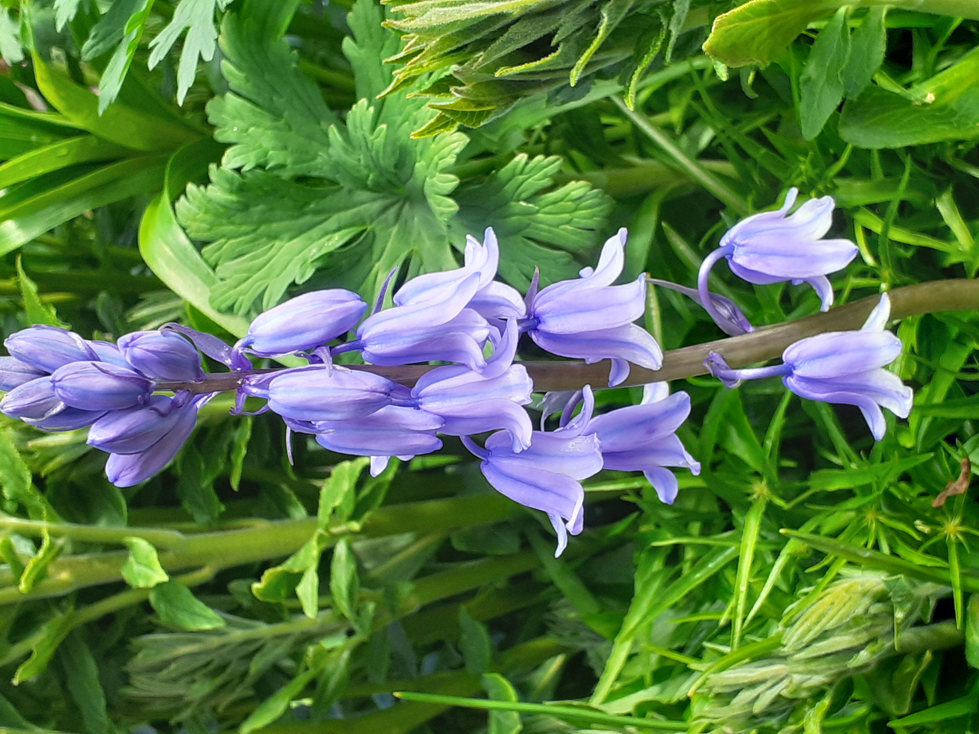 6. Captivating Bluebells: A Symphony Of Color For Your Garden