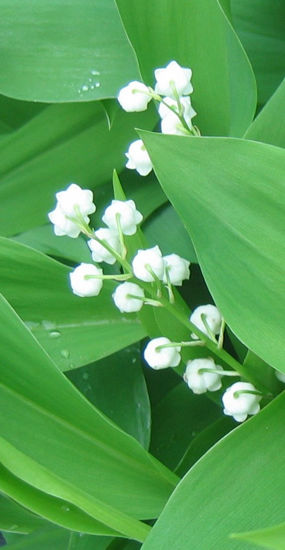 Picture of Convallaria majalis - 10 pieces with large sized shoots