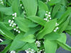 Picture of Convallaria majalis - 10 pieces with large sized shoots