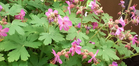 Picture of Geranium macrorrhizum - 5 pieces