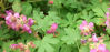 Picture of Geranium macrorrhizum - 5 pieces