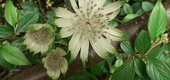 Picture of Astrantia major