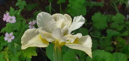 Picture of Iris sibirica 'Harpswell Happiness'