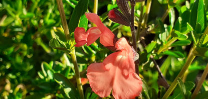 Picture of Salvia  x jamensis 'Salmon Queen'