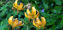 Picture of Lilium martagon Orangy-yellow-pink