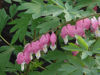 Picture of Dicentra spectabilis