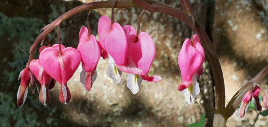 Picture of Dicentra spectabilis