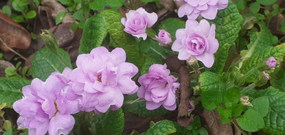 Picture of Primula vulgaris 'Double Lilac'