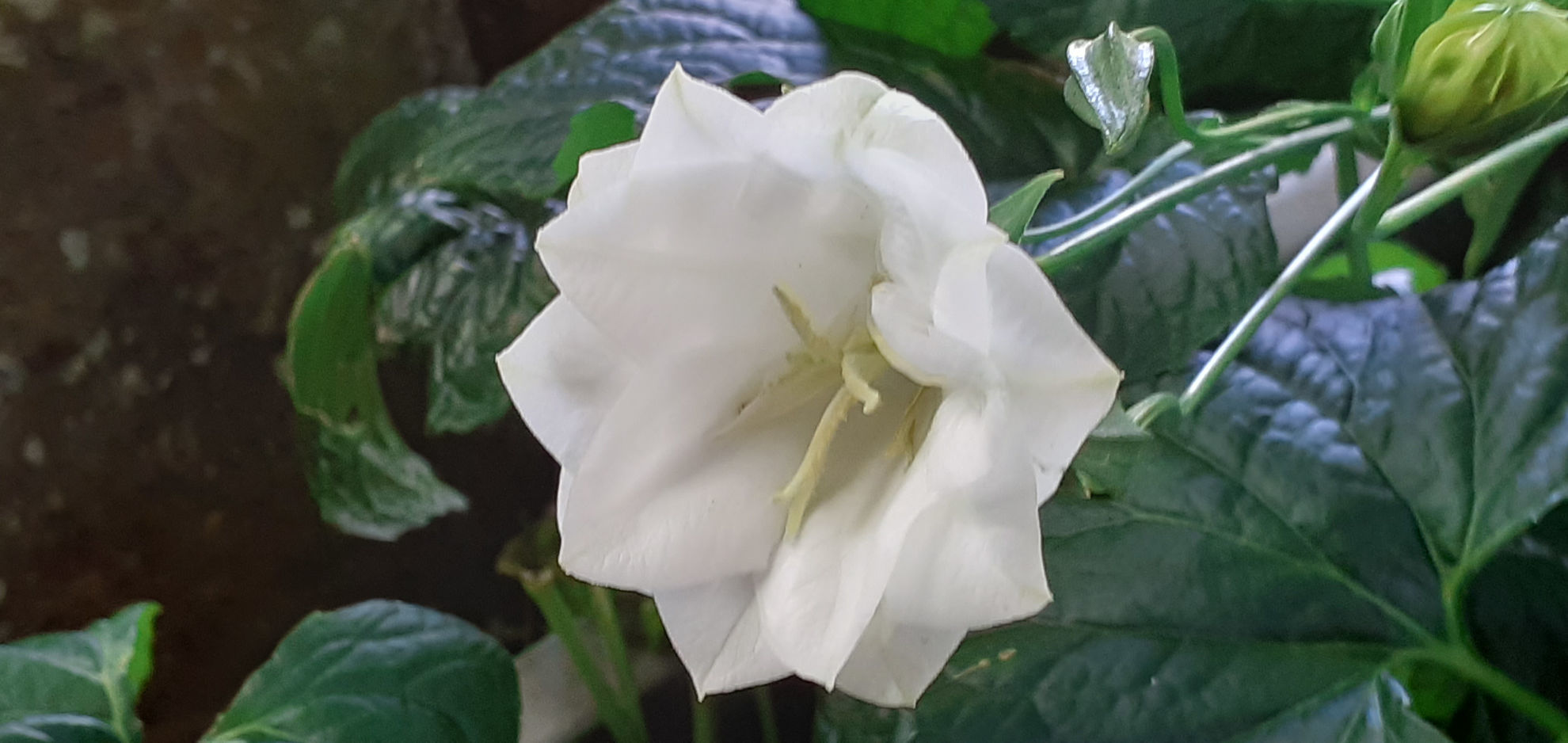 Campanula persicifolia 'Fleur de Neige' | Wake Robin Nursery