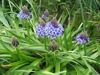 Picture of Scilla peruviana