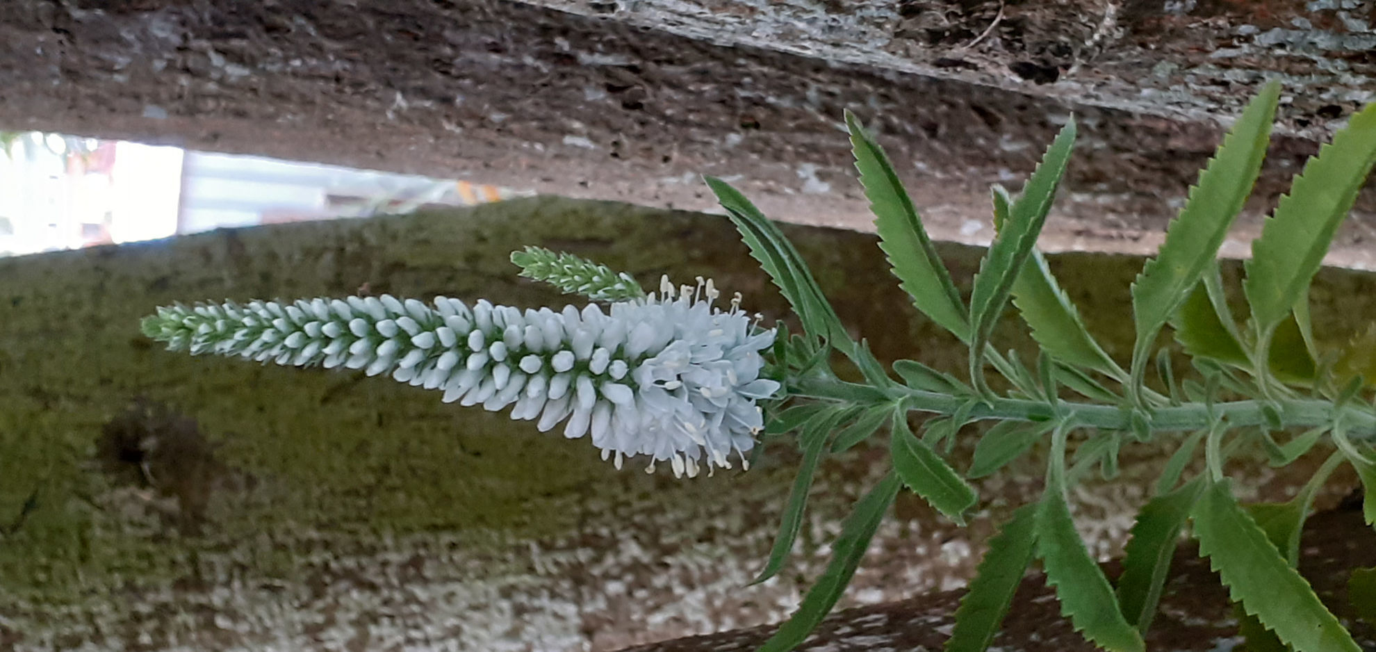 Veronica spicata alba | Wake Robin Nursery