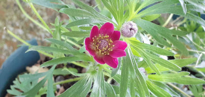 Picture of Anemone multifida 'Rubra'