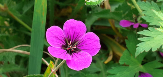 Picture of Geranium 'Patricia'