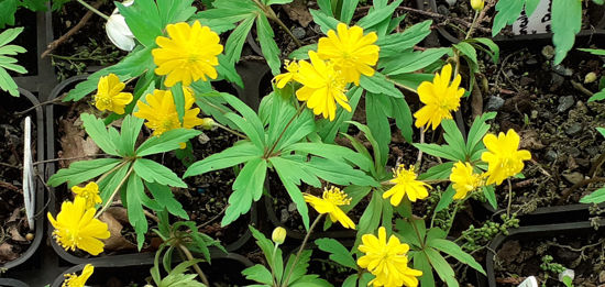 Picture of Anemone ranunculoides sulphurea 'Flore Plena'