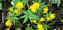 Picture of Anemone ranunculoides sulphurea 'Flore Plena'