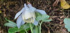 Picture of Aquilegia flabellata Cameo - Mainly white