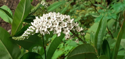 Picture of Lysimachia clethroides (Gooseneck)