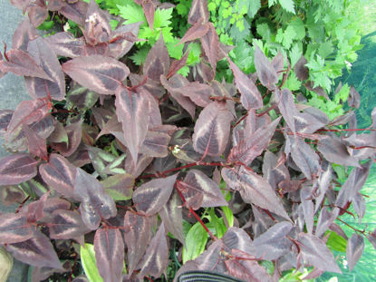 Picture of Persicaria microcephala 'Red Dragon' - 3 large