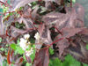 Picture of Persicaria microcephala 'Red Dragon' - 3 large