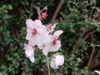 Picture of Verbascum chiaxii 'Album' - 4 plants