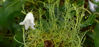 Picture of Campanula 'Mist Maiden' - 5 plants