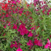 Picture of Salvias - 10 mixed plants
