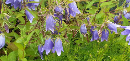 Picture of Campanula Van Houtei - 4 plants