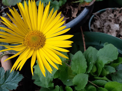 Picture of Doronicum caucasicum (Leopard's Bane)	-4 plants