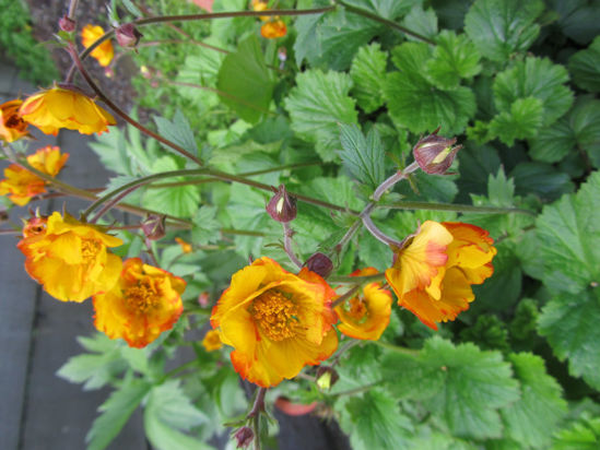 Picture of Geum rivale 'Gold Drop' - 4 plants.