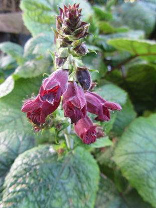 Picture of Salvia 'Castanea' - 4 plants