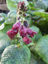 Picture of Salvia 'Castanea' - 4 plants