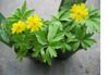 Picture of Anemone nemerosa Mixed - 5 plants