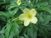 Picture of Anemone nemerosa Mixed - 5 plants