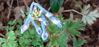 Picture of Corydalis flexuosa - 4 plants