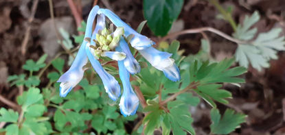 Picture of Corydalis flexuosa - 4 plants