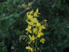 Picture of Epimediums - mixed, 5 plants